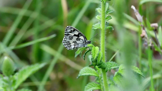 Melanargia galathea - sakktáblalepke