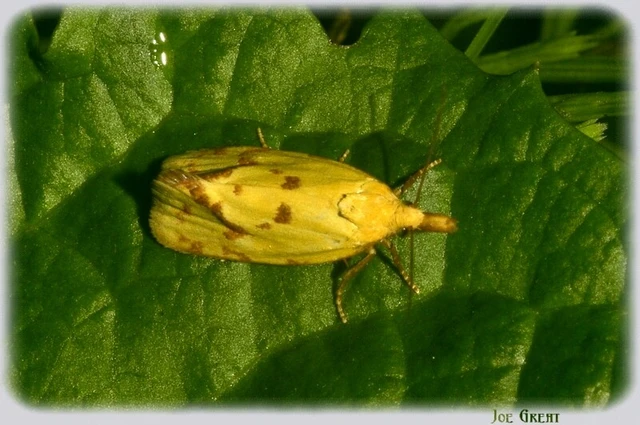 Agapeta hamana - közönséges sárgamoly