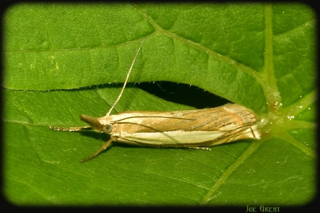 Crambus pascuella - lápréti fűgyökérmoly