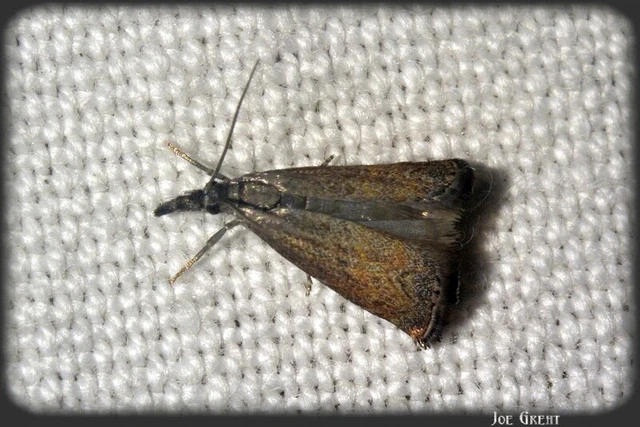 Platytes cerussella - törpe fűgyökérmoly