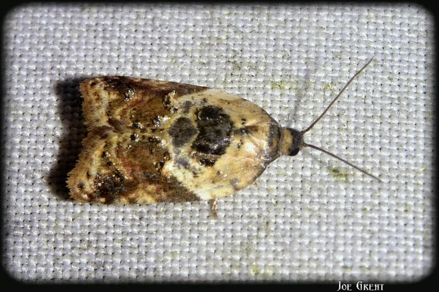 Acleris variegana - tarka levélmoly