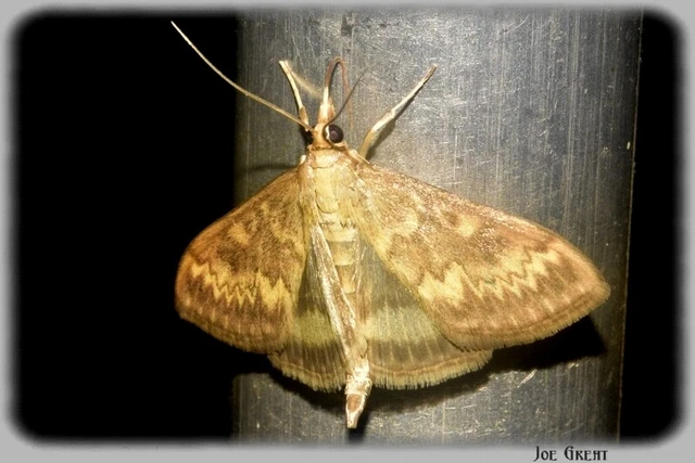 Ostrinia nubilalis - kukoricamoly
