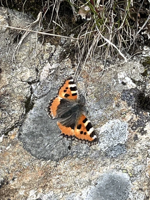 Nymphalis urticae - kis rókalepke Nymphalis urticae - kis rókalepke