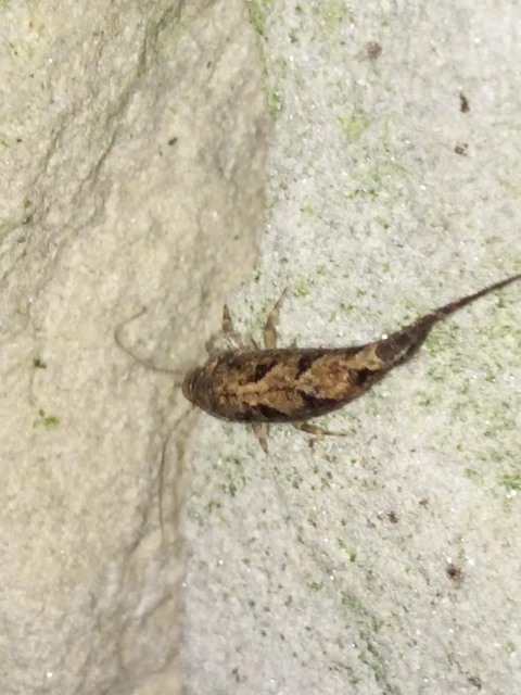 Archaeognatha - Ugróősrovarok