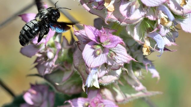 Xylocopa