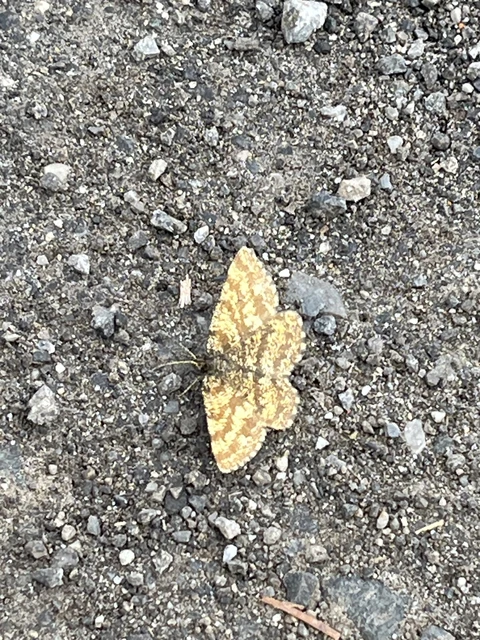 Ematurga atomaria - barna rétiaraszoló