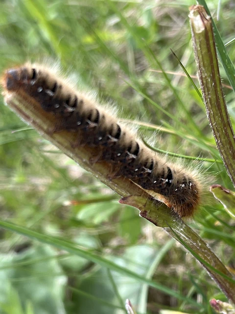 Lasiocampa quercus - tölgyfaszövő