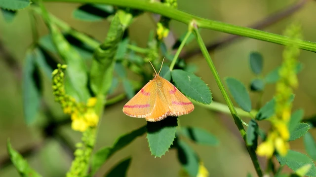 Lythria purpuraria - bíborsávos araszoló