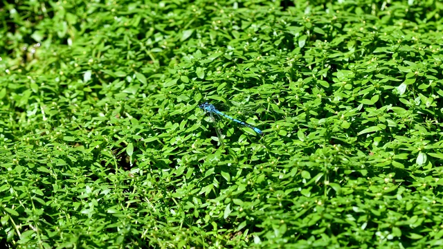 Coenagrion puella - azúrkék légivadász