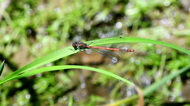 Pyrrhosoma nymphula interposita - vörös légivadász