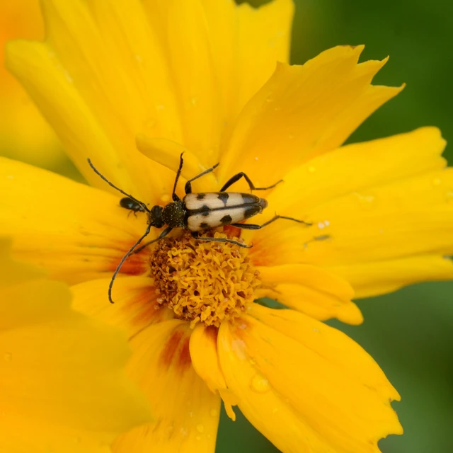 Pachytodes erraticus - rajzos virágcincér