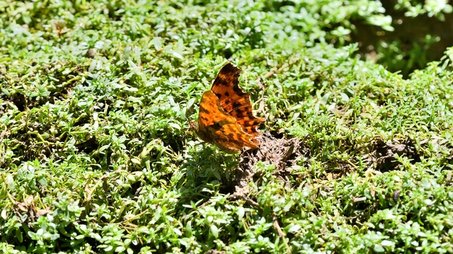 Nymphalis c-album - C-betűs lepke