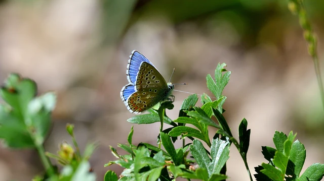 Polyommatus bellargus - égszínű boglárka