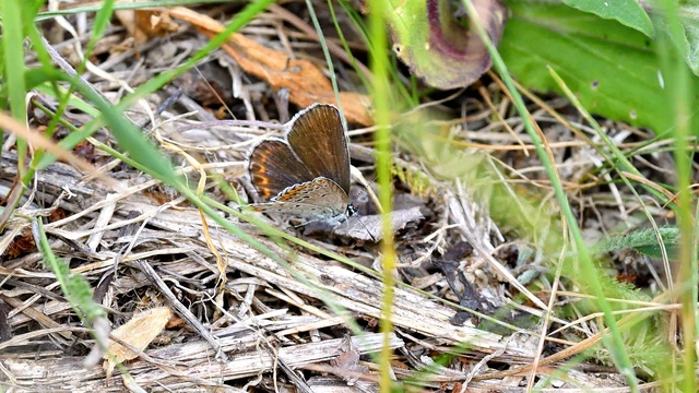 Plebejus argyrognomon - tintakék boglárka