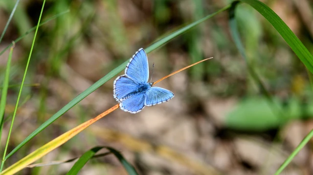 Polyommatus bellargus - égszínű boglárka