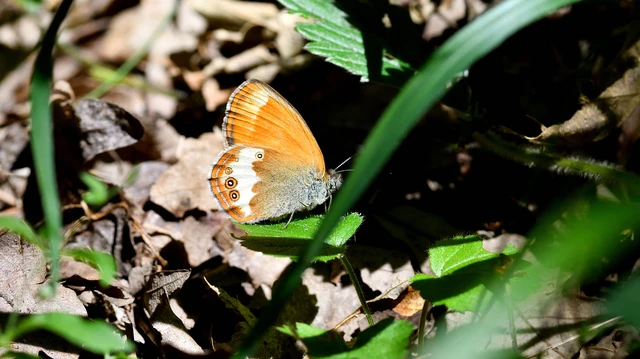 Coenonympha arcania - fehéröves szénalepke