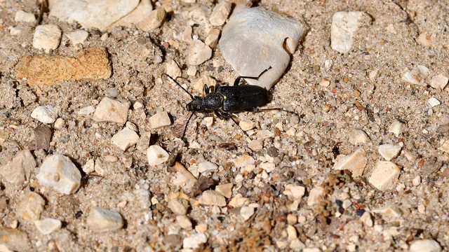 Stictoleptura scutellata - hegyi virágcincér