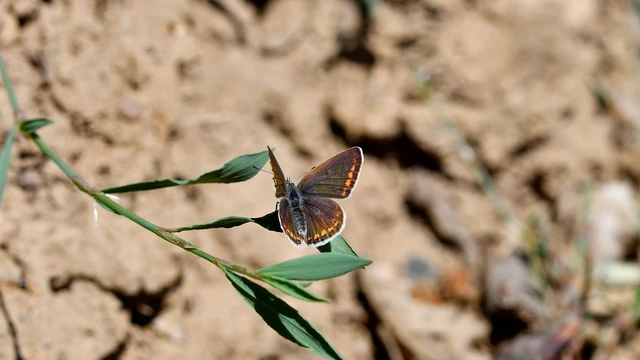 Polyommatus icarus - közönséges boglárka