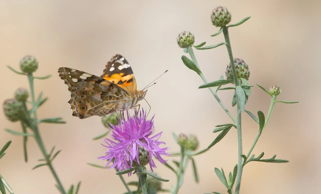 Vanessa cardui - bogáncslepke