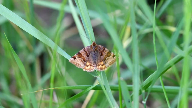Euclidia glyphica - közönséges nappalibagoly