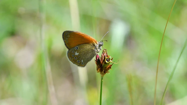 Coenonympha glycerion - közönséges szénalepke