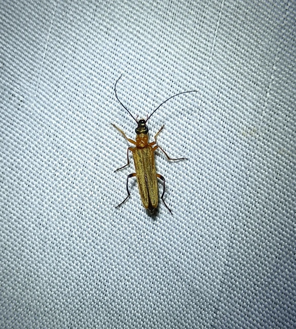 Oedemera podagrariae - székfű-álcincér