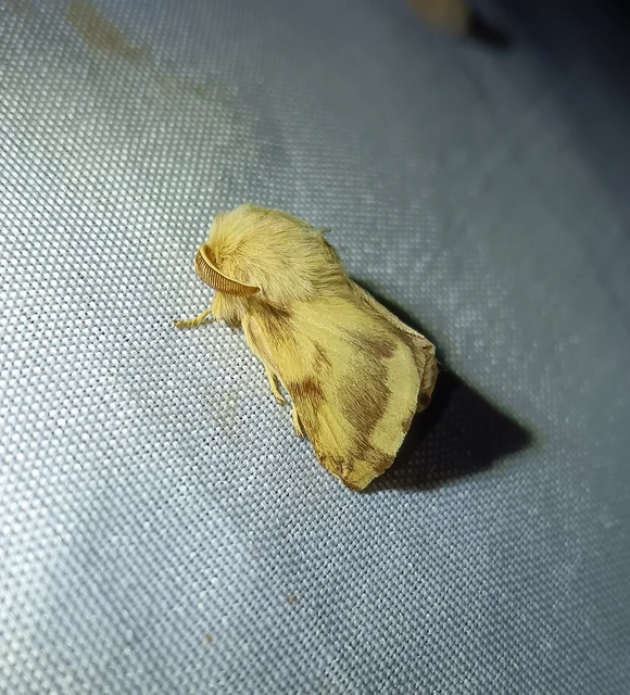 Malacosoma castrensis - kutyatejszövő