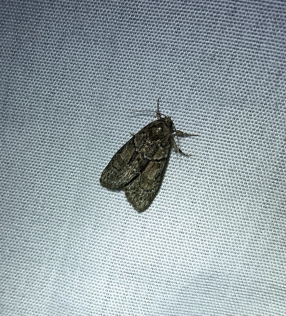 Cryphia fraudatricula - homoki zuzmóbagoly