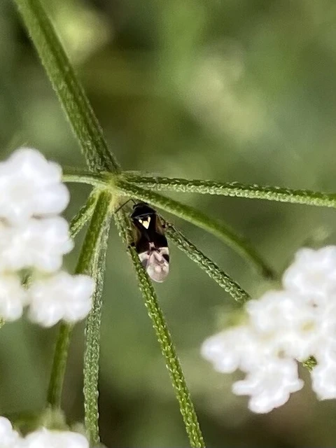 Miridae - mezeipoloskák