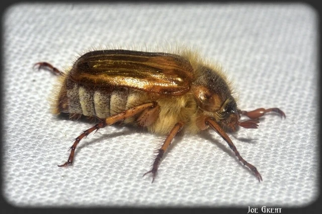 Amphimallon solstitiale - bordás sárgacserebogár