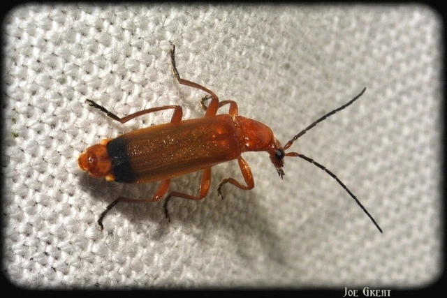 Rhagonycha fulva - feketevégű lágybogár