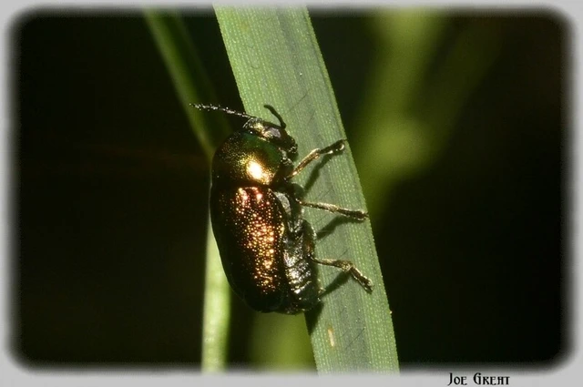 Cryptocephalus