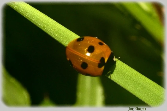 Coccinella