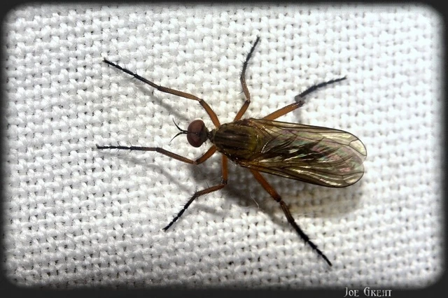 Diptera - Kétszárnyúak