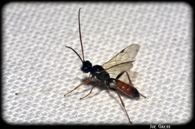 Hymenoptera - Hártyásszárnyúak