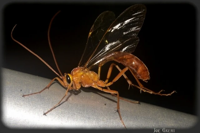 Hymenoptera - Hártyásszárnyúak