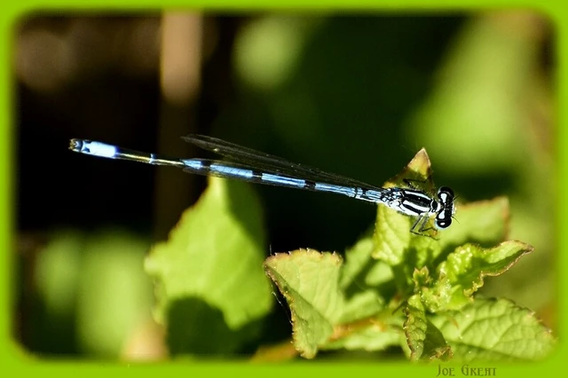 Coenagrion puella - azúrkék légivadász