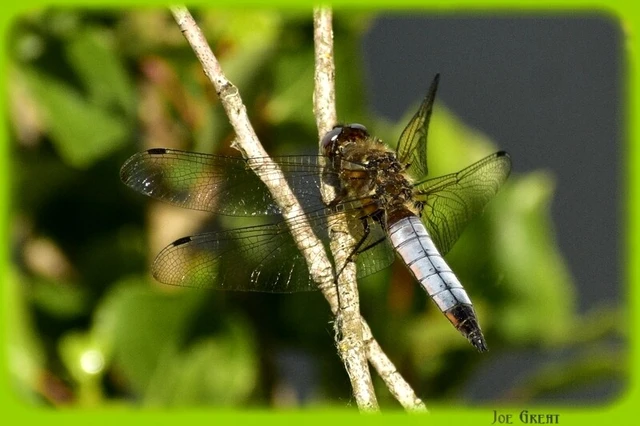 Libellula fulva - kisfoltos laposacsa