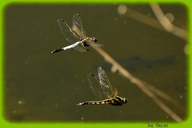 Orthetrum albistylum - fehérfarkú pásztorszitakötő