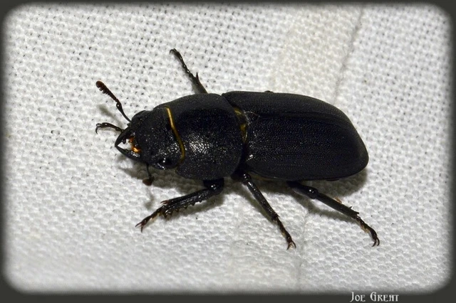 Dorcus parallelipipedus - kis szarvasbogár