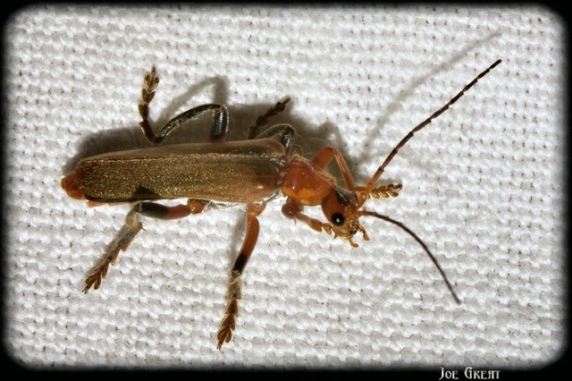 Cantharis livida - mezei lágybogár