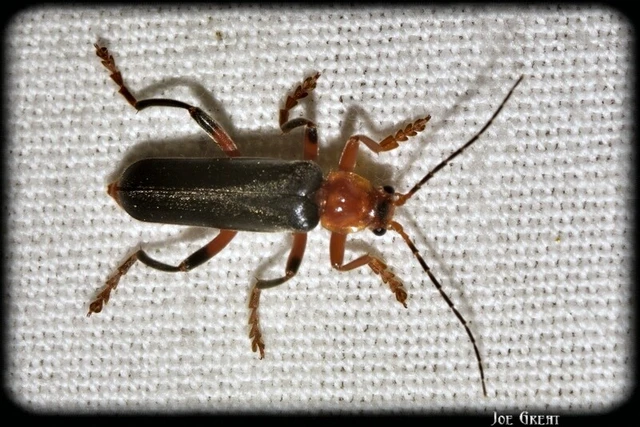 Cantharis livida - mezei lágybogár