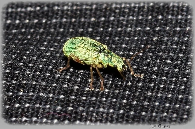Coleoptera - Bogarak