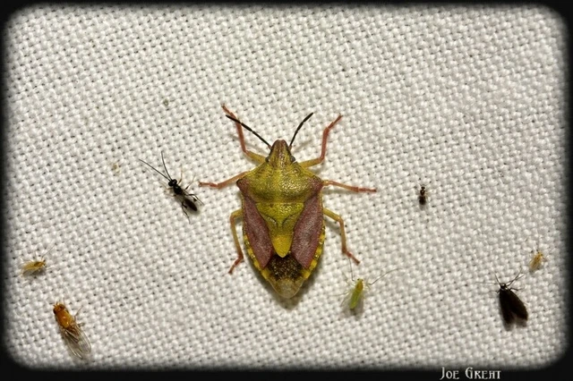 Carpocoris Carpocoris