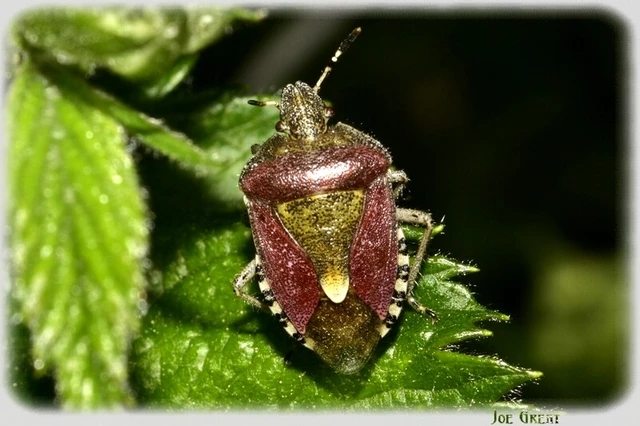 Dolycoris baccarum - közönséges bogyómászó-poloska Dolycoris baccarum - közönséges bogyómászó-poloska