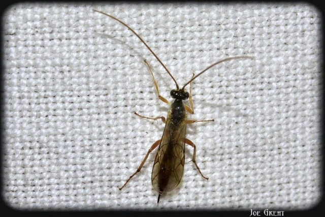 Hymenoptera - Hártyásszárnyúak