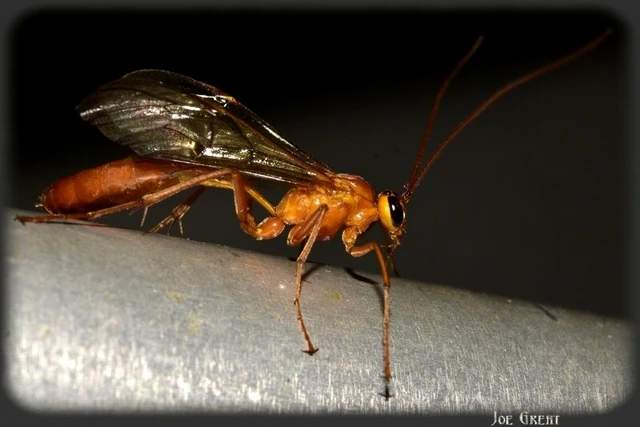 Hymenoptera - Hártyásszárnyúak