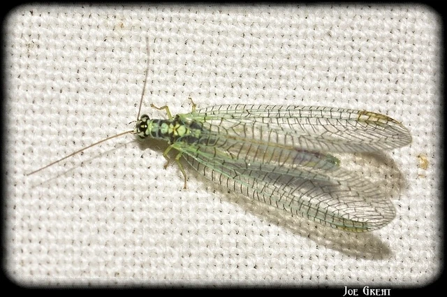 Chrysopa walkeri Chrysopa walkeri