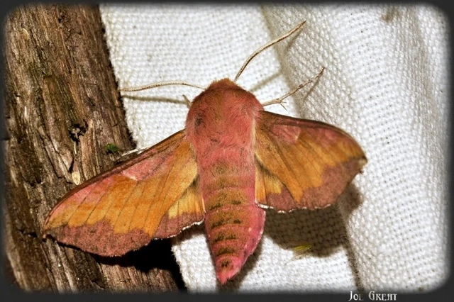 Deilephila porcellus - piros szender