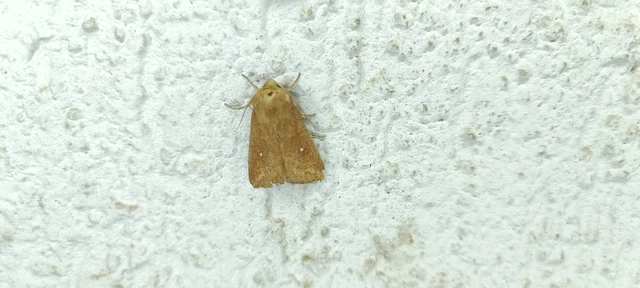 Mythimna albipuncta - fehérpettyes rétibagoly